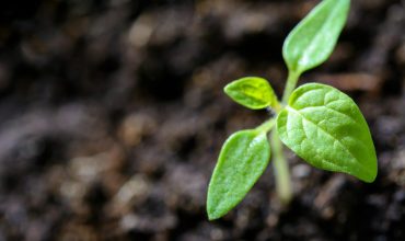 Vibrant close-up of a young tomato seedling sprouting in the soil.